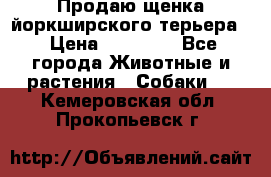 Продаю щенка йоркширского терьера  › Цена ­ 20 000 - Все города Животные и растения » Собаки   . Кемеровская обл.,Прокопьевск г.